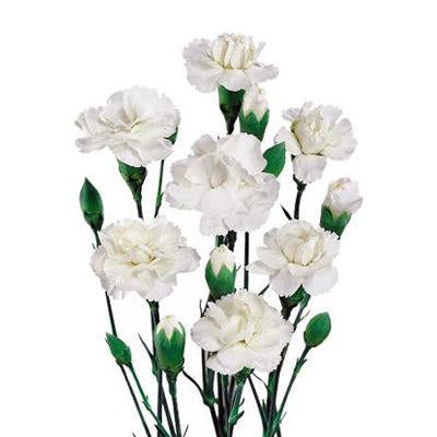 Carnations Mini White - Bulk and Wholesale