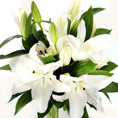 Lilies Oriental White - Bulk and Wholesale