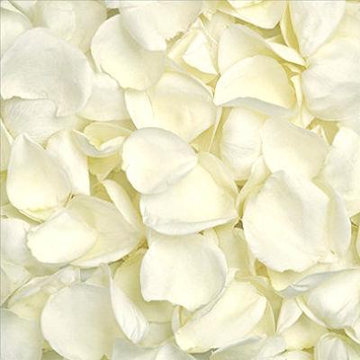 Fresh White Rose Petals - Bulk and Wholesale