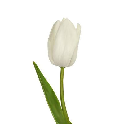 Tulips White - Bulk and Wholesale