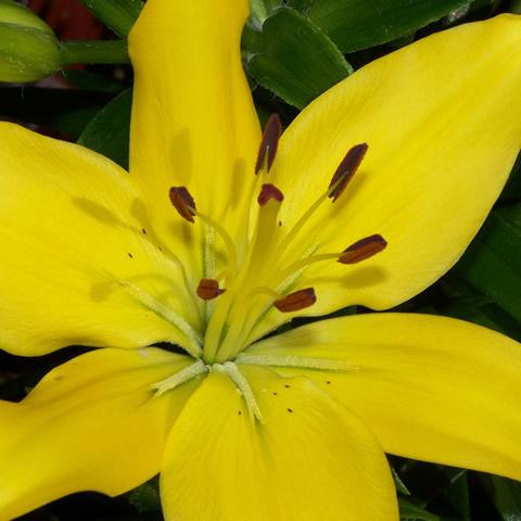 Lilies Asiatic Yellow - Bulk and Wholesale