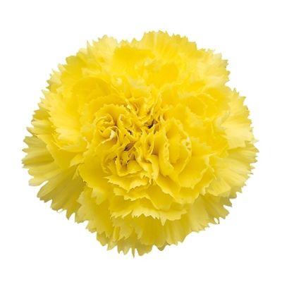 Carnations Yellow - Bulk and Wholesale