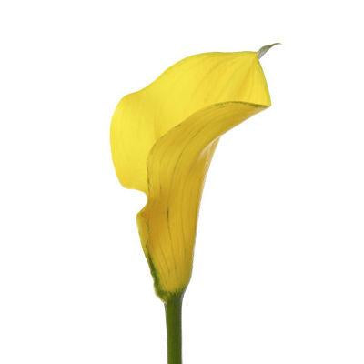 Calla lily Mini Yellow - Bulk and Wholesale