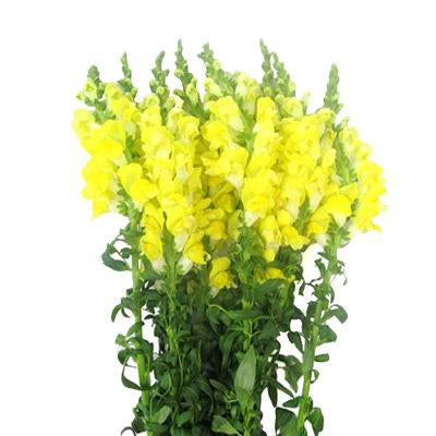 Snapdragons Yellow - Bulk and Wholesale