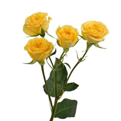 Spray Roses Yellow - Bulk and Wholesale