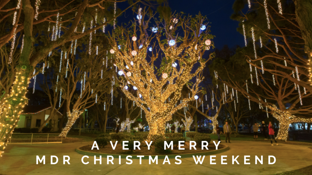 Holiday lights wrapped around trees in park